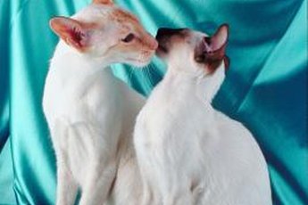 Cats sniff and nuzzle up against other's faces to get information and to show affection.