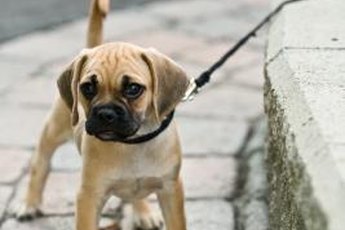 Keep the walk fun for your puppy.