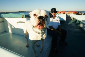 American bulldogs are often all white or mostly white with colored markings.