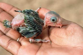 In nature, this baby cockatiel would stay with his parents for up to three months.