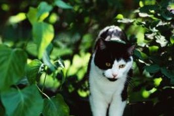 If Stalker were indoors, the odds of his catching birds would diminish considerably.