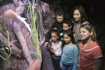 Channel catfish get too large for most home aquariums.