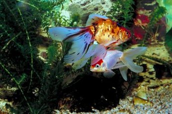 Triops are freshwater arthropods that share many habitat requirements with goldfish.
