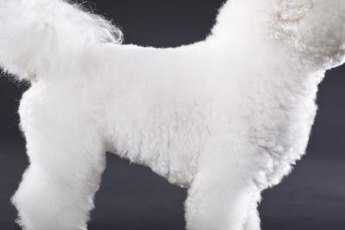 Your bichon's weight will help determine her caloric needs.