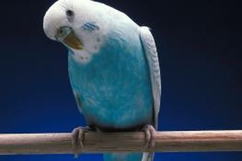 Polly wants clean food and water.