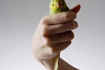 Budgies are normally docile creatures, but they will bite if provoked.