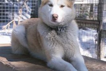 Huskies need regular grooming but not haircuts or shaving.
