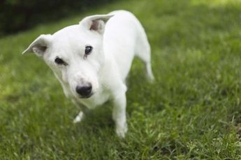 Give your pooch indoor potty privileges with DIY potty grass.