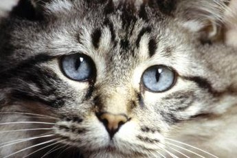 Sinus problems in cats are usually related to feline herpes infection.