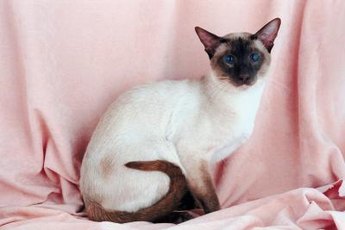 The seal point is the most common coloration.
