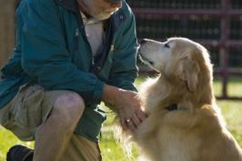 Pups tend to recognize people they know by their faces.