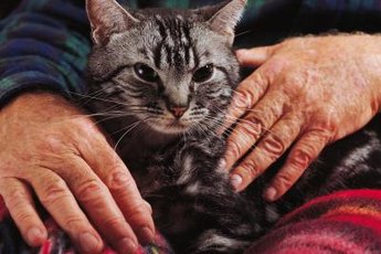 Life expectancy varies among sick felines.
