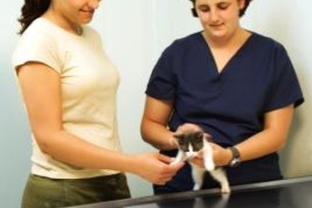 A trip to the vet is in order if you suspect your cat has a hernia.