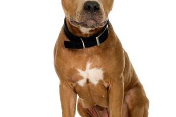 Whether a dog is quarantined for biting in Indiana depends on his rabies vaccination status.