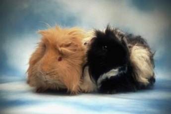 The best companion for a guinea pig is another guinea pig.