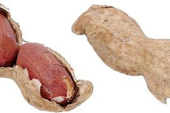 Cut calories by choosing boiled peanuts over dry-roasted varieties.