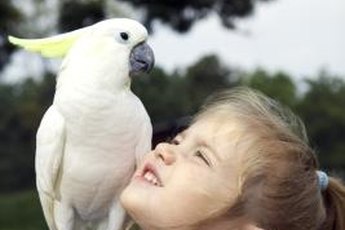 A well-treated cockatoo makes a cuddly friend for life.