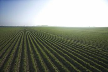 Agriculture offers a variety of opportunities for retail investors.