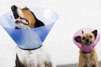 Uncomfortable as they may be, E-collars can protect your pup's wounds.