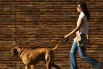 Wear your cane corso out with exercise before you leave for the day.