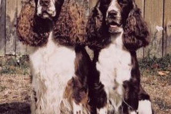 These Springer Spaniels probably are from conformation or "bench" lines, judging from the profuse feathering on their ears.