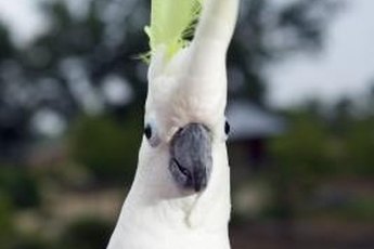 Umbrella cockatoos are friendly, loving and very LOUD.