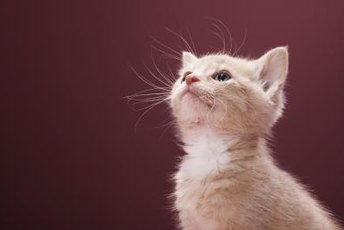 Kittens typically don't need much convincing to use the litter box.
