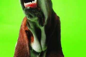 A little dog psychology can restore quiet to your home.