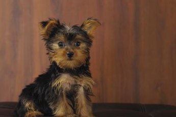 The puppy cut makes your Yorkie's hair all one length.