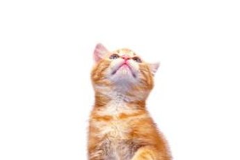 Selecting the best name for a kitten with big paws is challenging and fun.