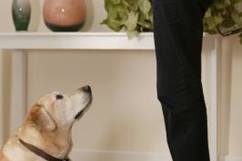Did you catch Scruffy "red-pawed" and unable to deny the evidence?