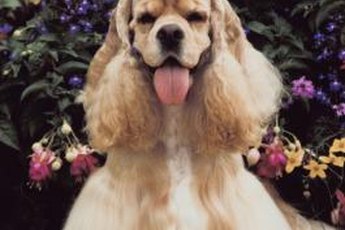Cocker spaniel show coats require heavy maintenance.
