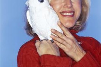 A cockatiel is a cuddly bird that enjoys attention.