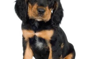 It is not a good idea to allow a Rottweiller to nip.