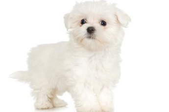 Maltese dogs are famous for their striking white coats.