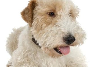 Wheaten terriers have distinctive fur tufts that cover their eyes.