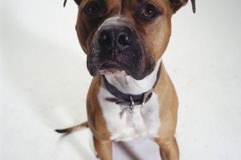 Despite popular portrayals, pit bulls have gentle dispositions until trained otherwise and can be taught to be friendly to cats.