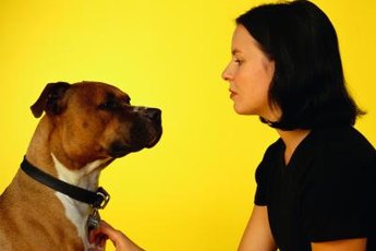 Dogs with mites are itchy, sore and inflamed.