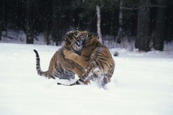 House cats behave like little tigers during combat, so be careful.