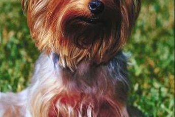 Some Yorkies love to play fetch -- and are quite good at it.