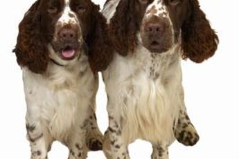 Even identical dogs from the same litter can have very different personalities.