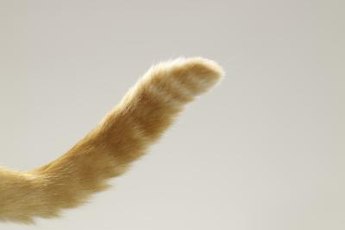 What Does It Mean When a Cat Swishes Its Tail? | Pets ...