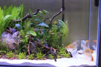 Set the aquarium up at least 24 hours before adding fish.