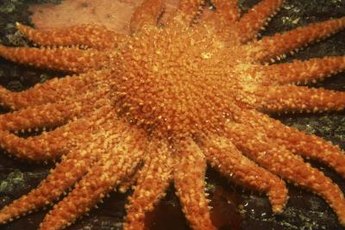 Sun starfish are invertebrates -- not true fish.
