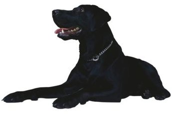 Large and energetic, Labrador retrievers are well-represented among Western Pennsylvania shelter dogs.