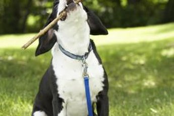 Sticks can be harmful to your pup.