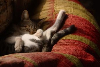 Time Kitty's seizures and the length of time in between seizures. This is important information that will assist her veterinarian.