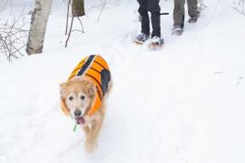 Cute, warm and fashionable, vests are among the accessories that can irritate your dog's pits.