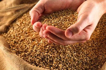 Wheat is a major source of gluten.