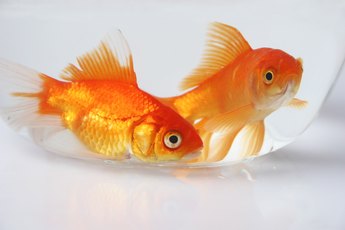 Flakes are only one type of food for goldfish.